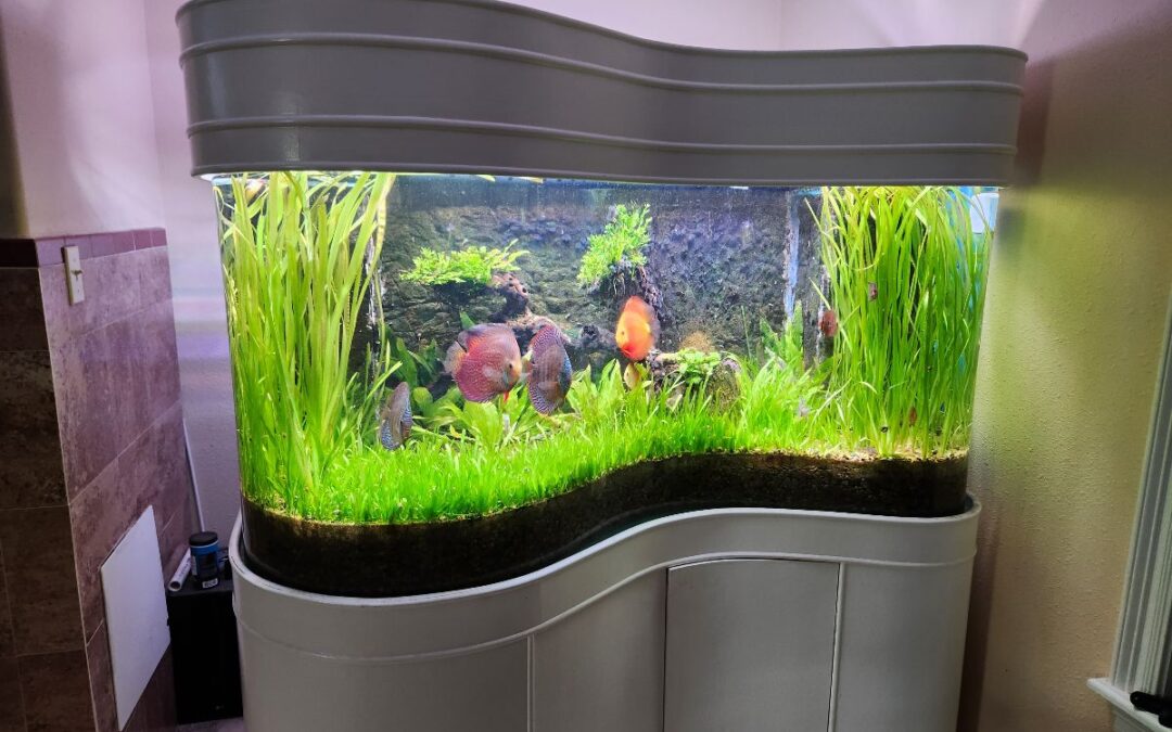Mike’s Discus Tank