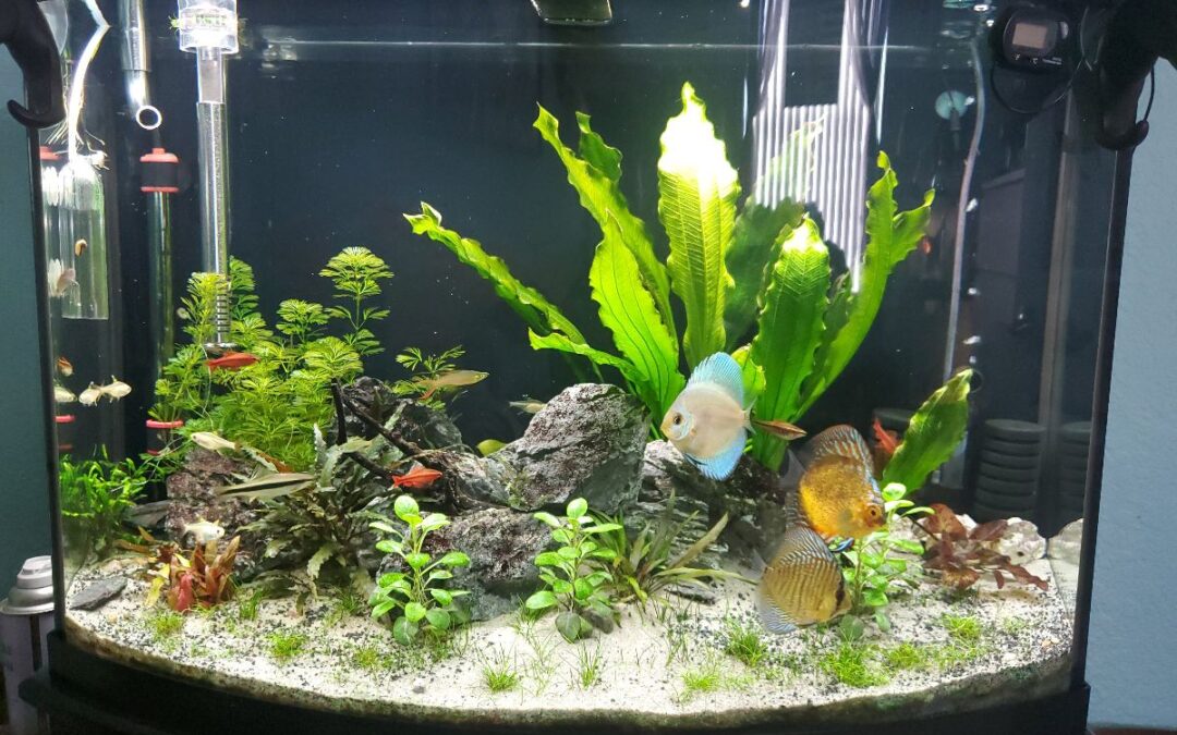 Giovanny Nazario Discus tank