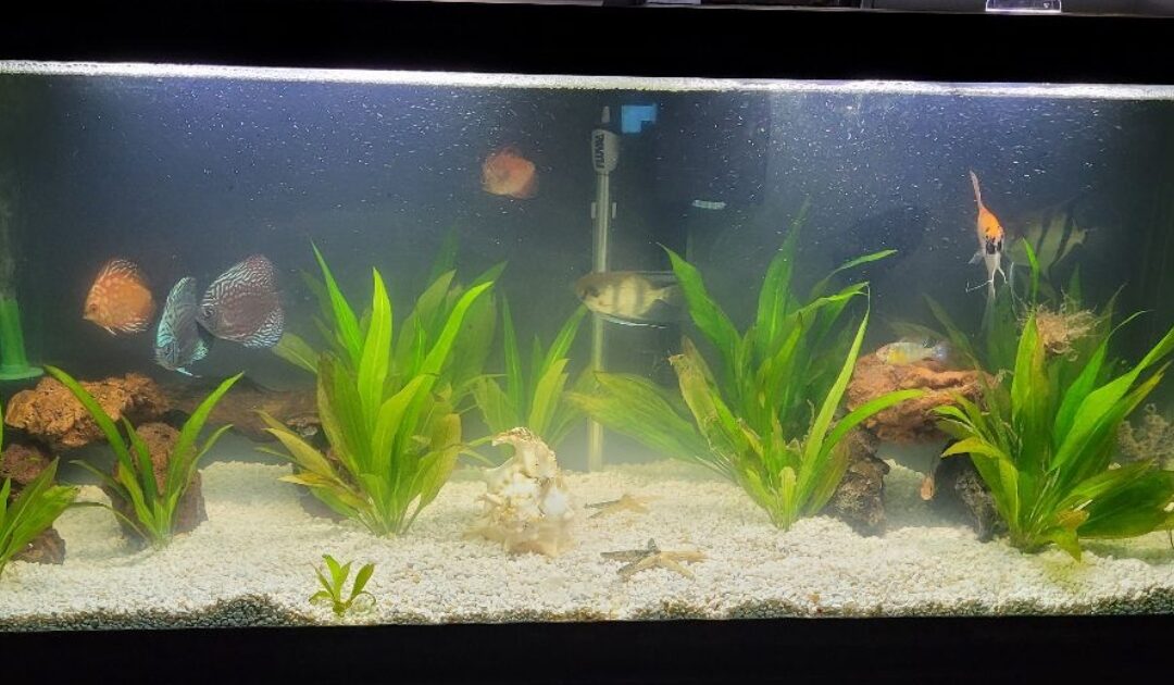 Joe’s tropical tank