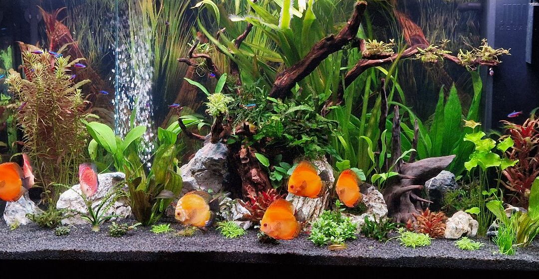 Flügel discus tanks