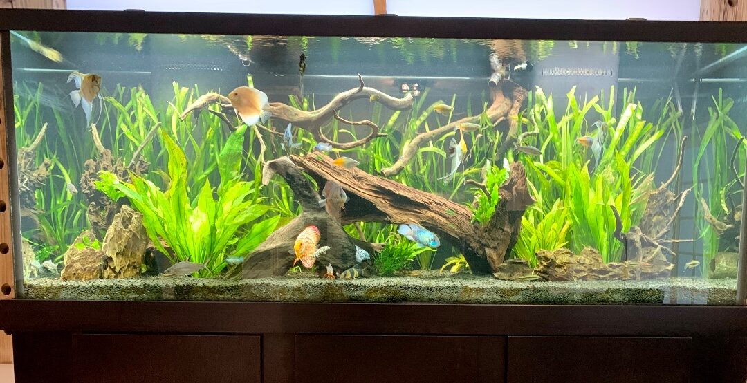 Community Tank