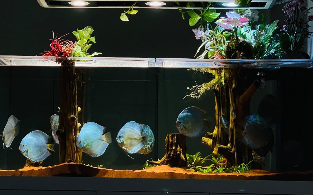 “Deforestation Discus Aquarium “