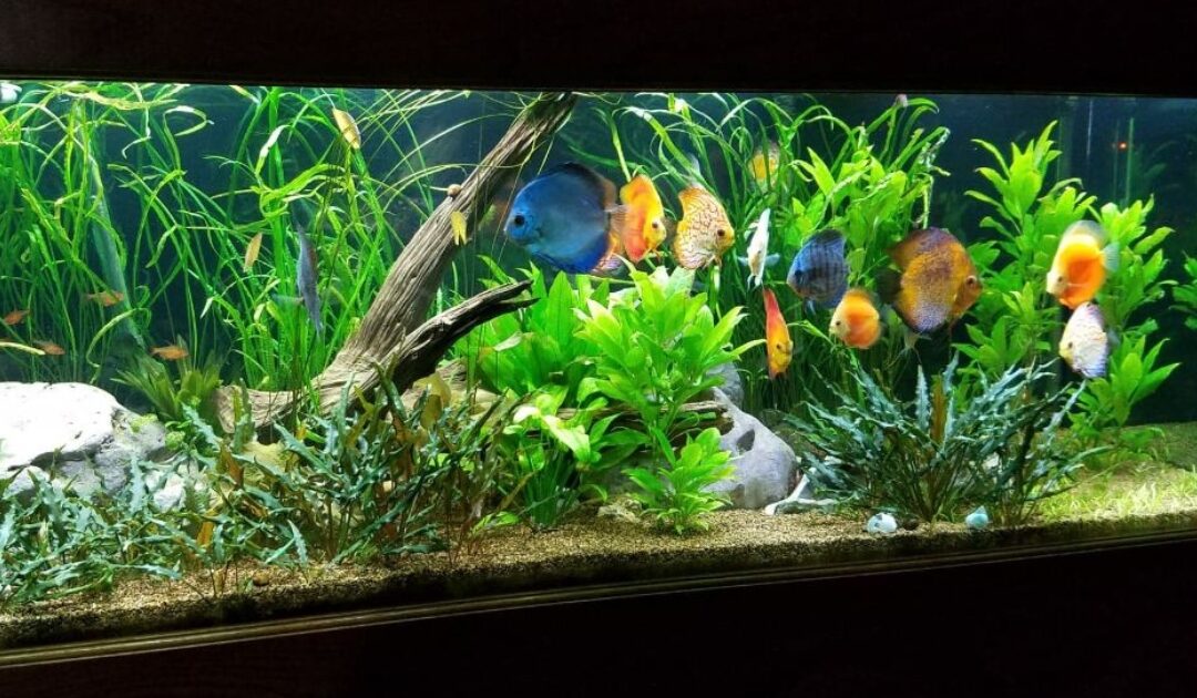 Derek Palmer 180 gallon