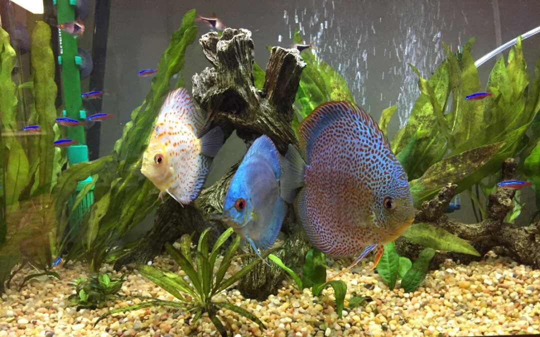 Scott’s Discus Tank