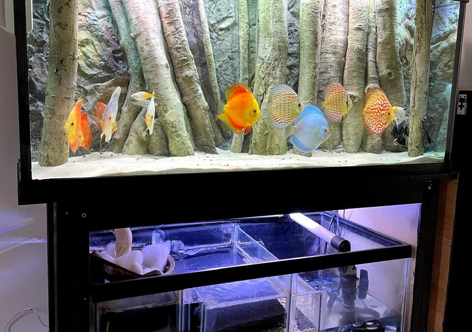 Cao vuong. Tank has a forest theme and discus have variety of colors