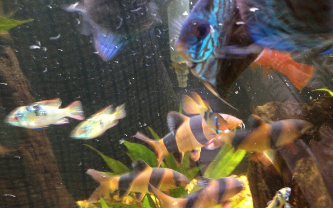 Amazon Recreation with Wattley Discus