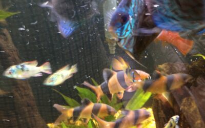 Amazon Recreation with Wattley Discus