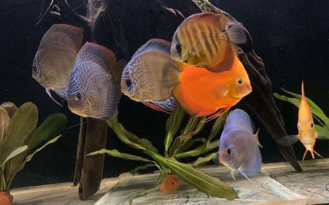 German Driftwood discus tank