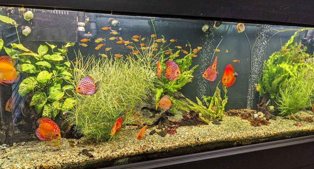 Planted Discus Office Tank