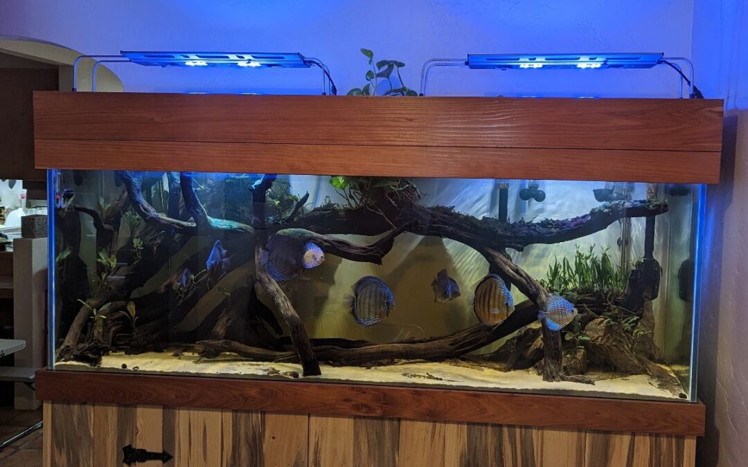 Waylon Degeest 150 Gallon Discus Tank