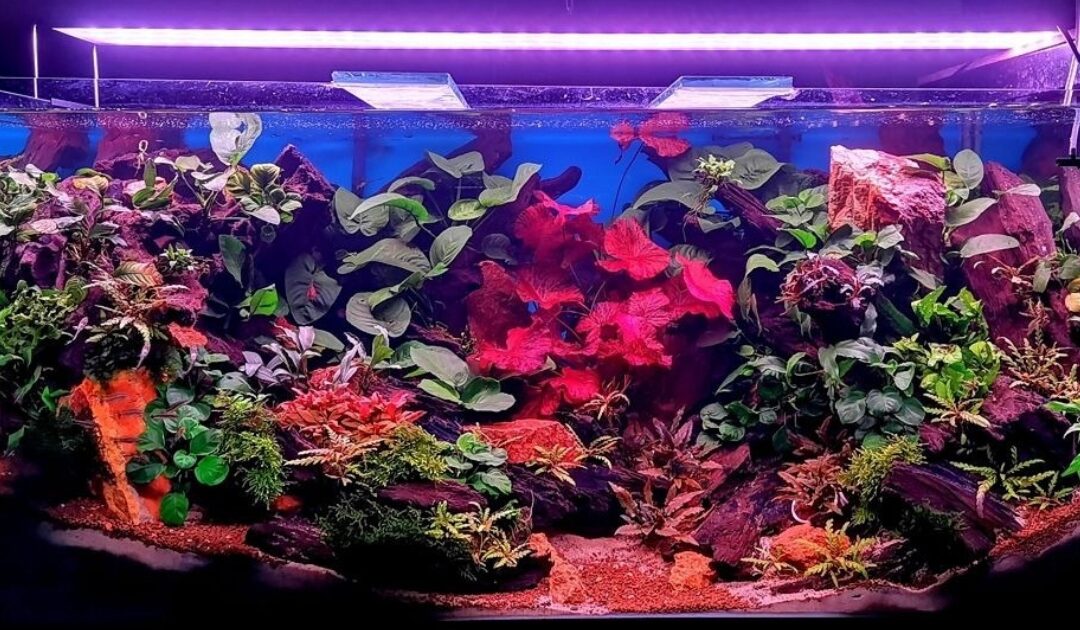 Acuario de Anubias