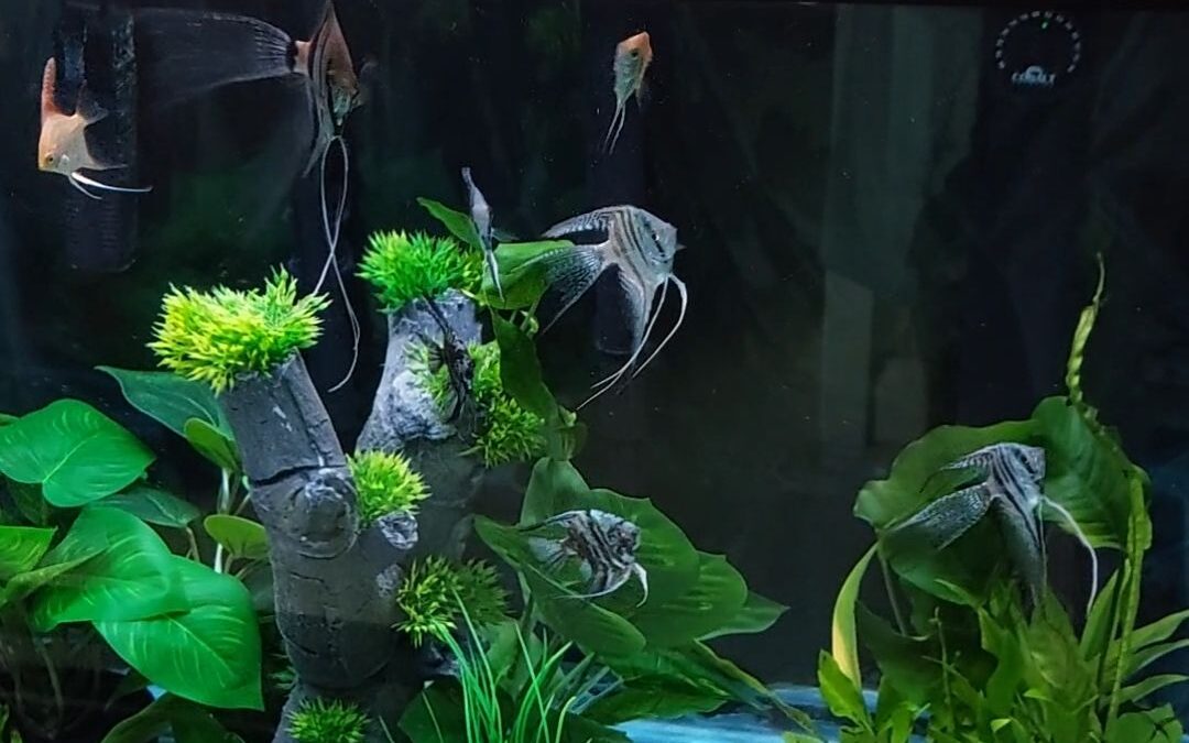 Rare Angelfish Tank Pristine Water Quality