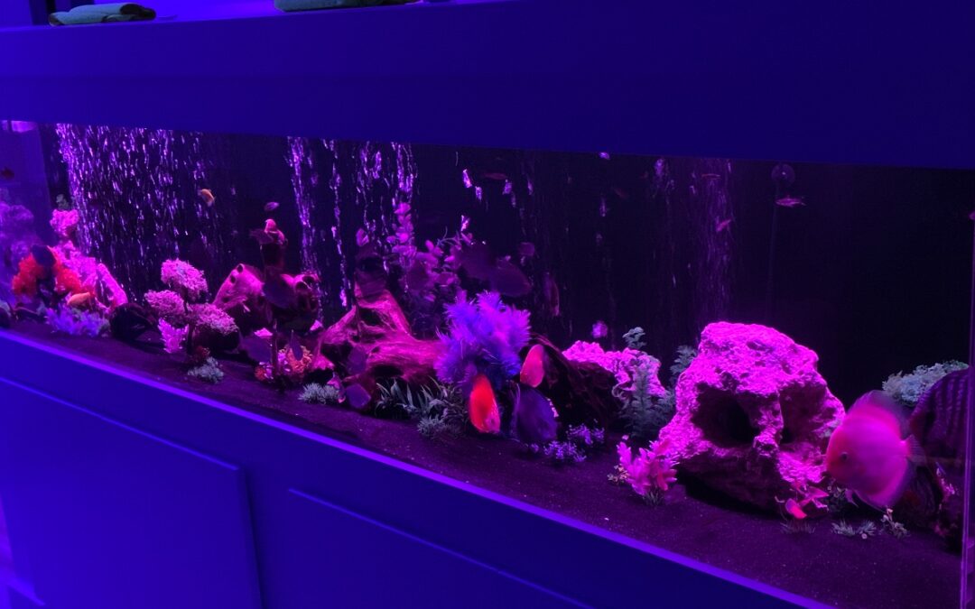 Jess’s 240g Discus Community Tank