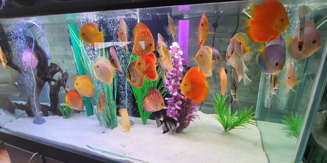 SCOTT’S BRIGHT PVC DISCUS TANK