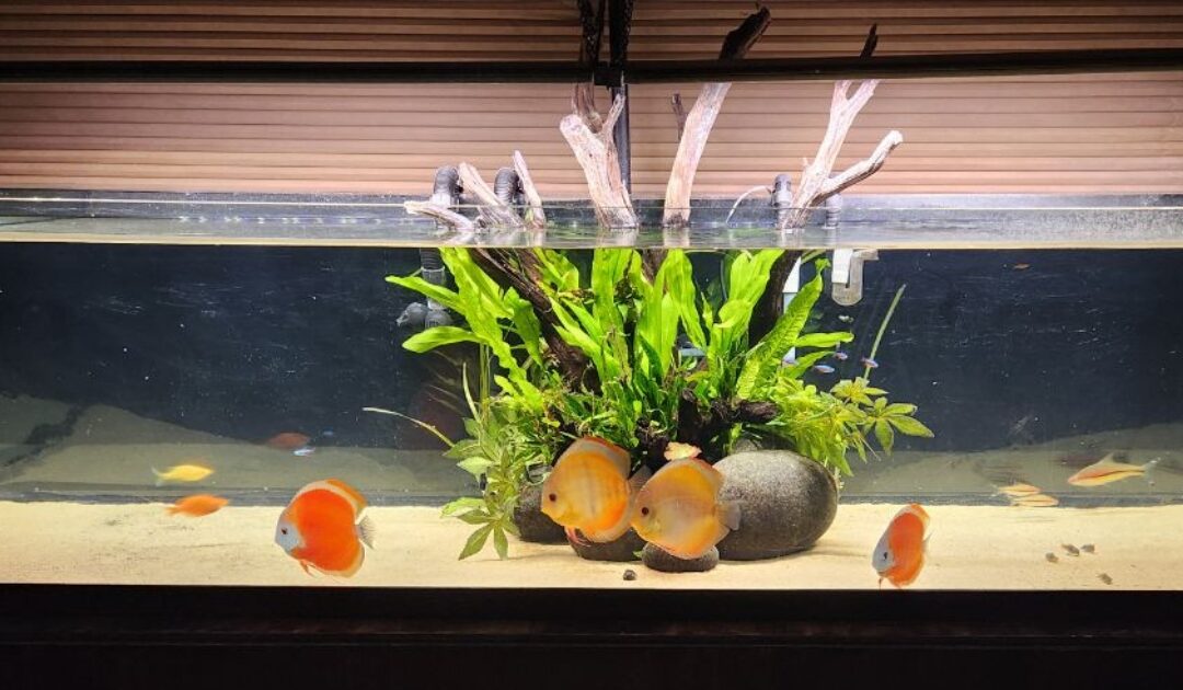 Ken’s Discus Tank