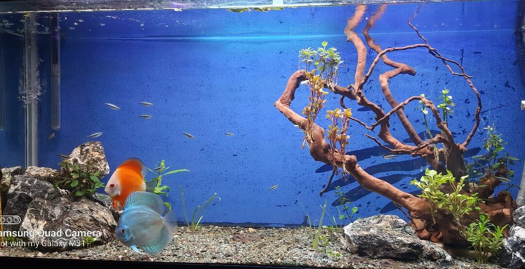 Mohsen’s Fish Resort