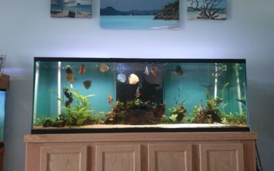 Judy and Rich’s Discus Tank