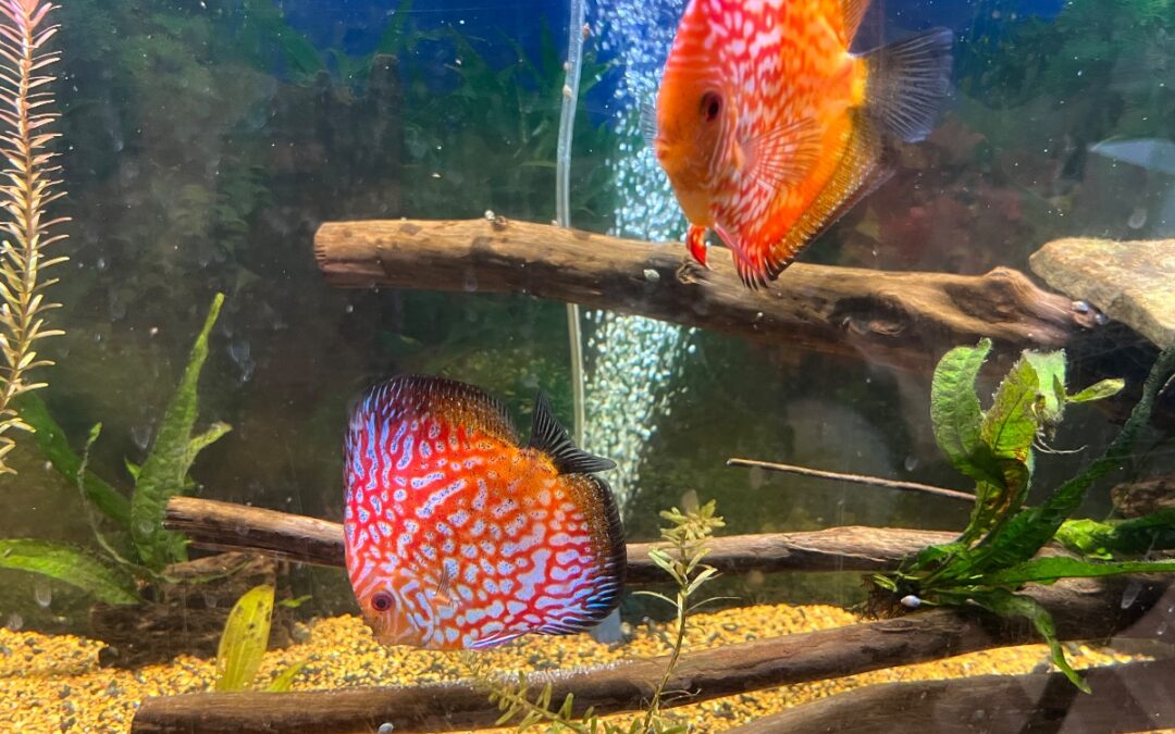 Curtis Family Discus Aquarium