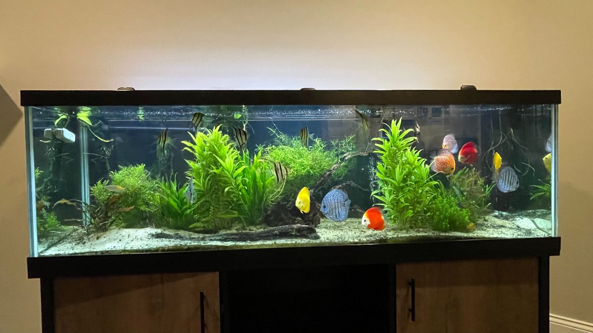 125-gallon-show-us-your-tanks