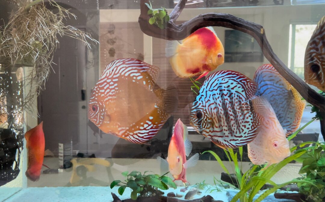 Discus Tank in Living Room