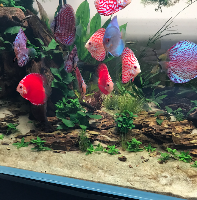 nature discus