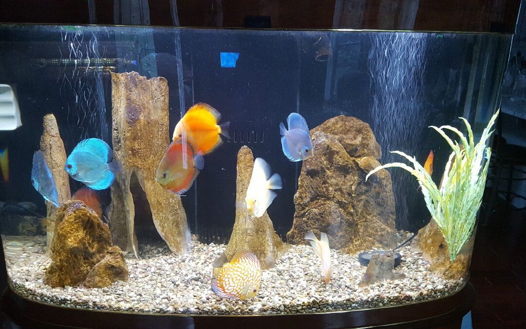 Jim & Shirley’s Discus Tank