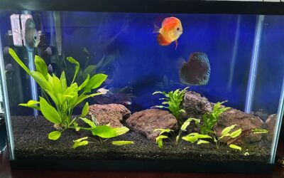 Manvel with the 30 Gallon Discus Tank