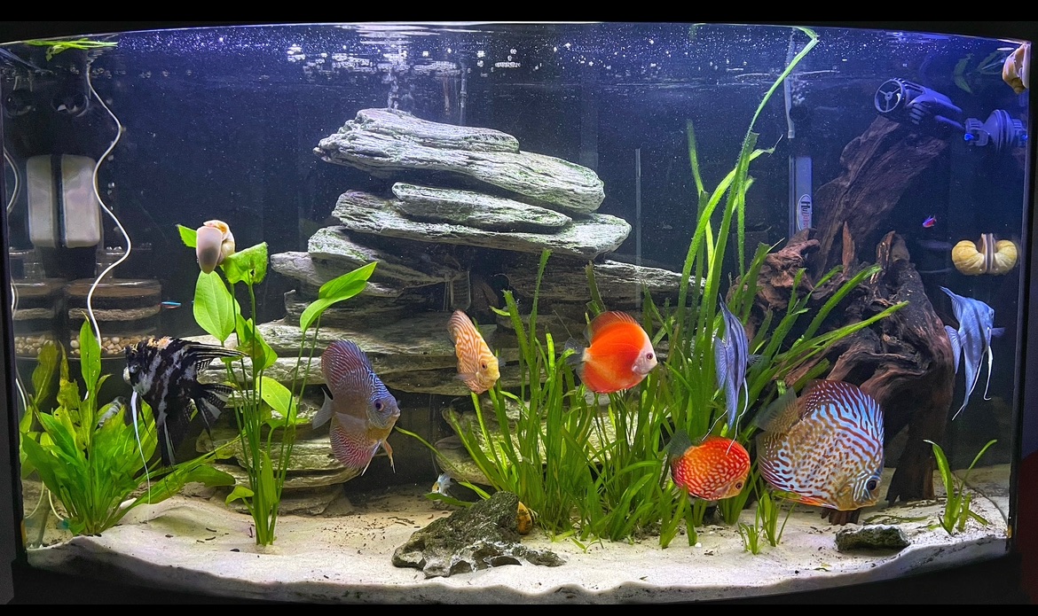 drew-s-planted-discus-angel-tank-show-us-your-tanks