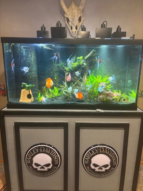 Joes Discus and angelfish tank