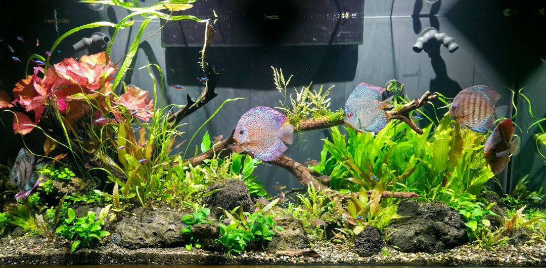 Letson’s discus display