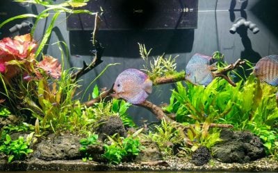 Letson’s discus display