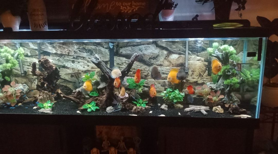 Melissa discus fish