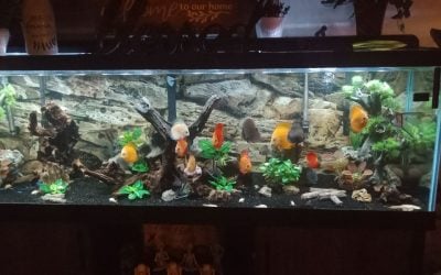 Melissa discus fish