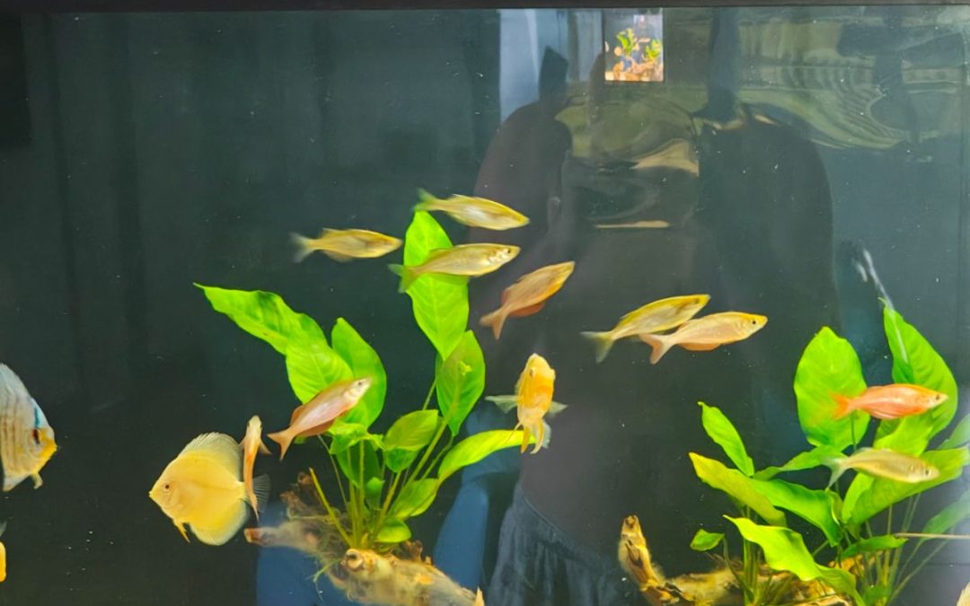 Riches  Discus  Tank