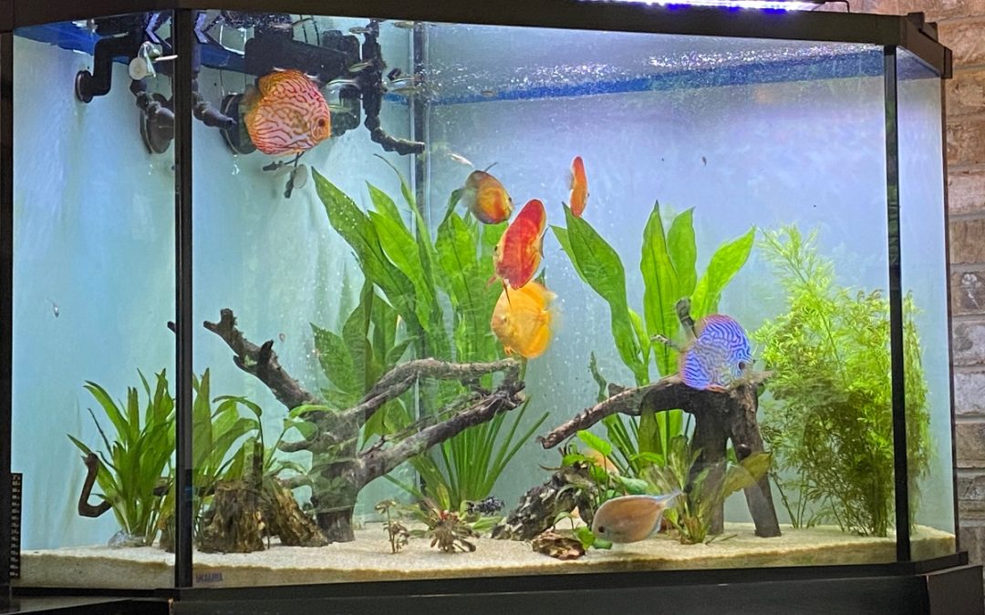 Corner Discus Tank