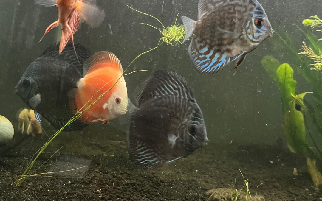 Justin packard 60 gallon discus tank