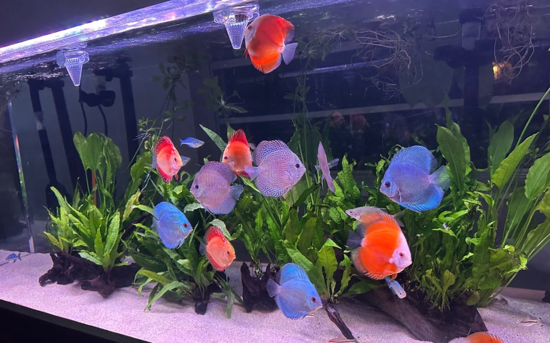 Robert’s Discus Tank