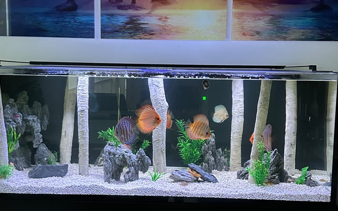 Katie’s Discus Sunset tank