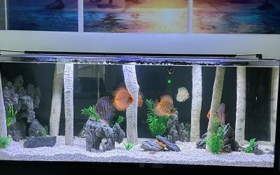 Katie’s Discus Sunset tank