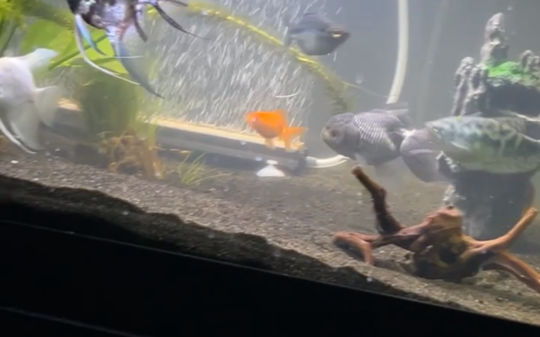 Justins fish tank