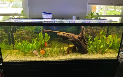 New Discus tank